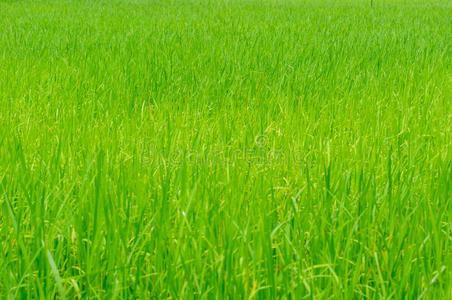 玉米地里的水稻