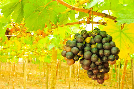 树上的新鲜黑葡萄