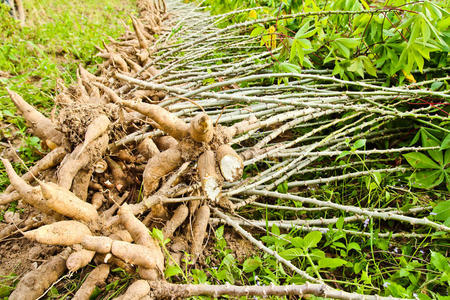 地上木薯球和木薯树照片