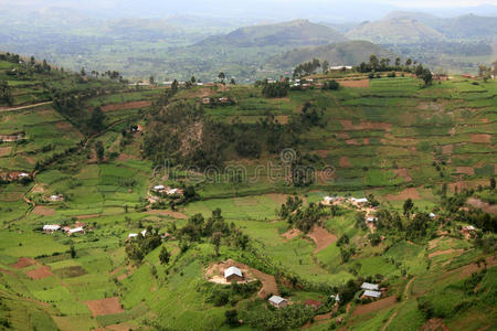 非洲乌干达的稻田