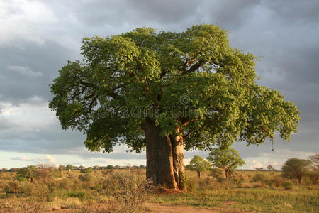 猴面包树塔兰吉尔国家公园。坦桑尼亚，非洲
