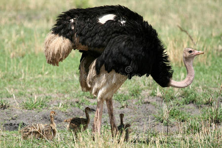 塔兰吉尔国家公园的雄性鸵鸟。非洲