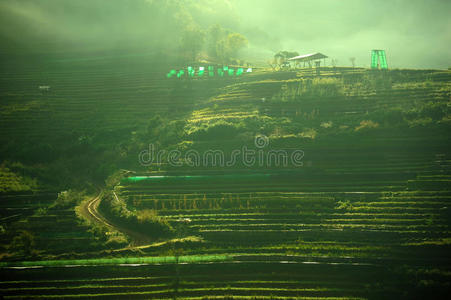 美丽的风景和新鲜的绿茶农场