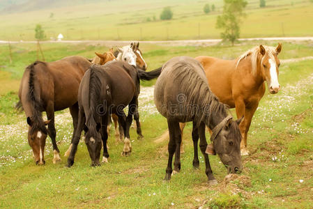 在田野里吃草的马