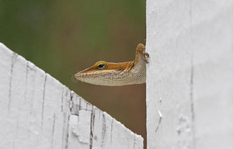 篱笆线蜥蜴图片