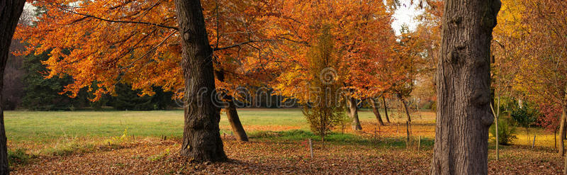 森林 全景 十月 环境 树叶 秋天 落下 乡村 全景图 场景