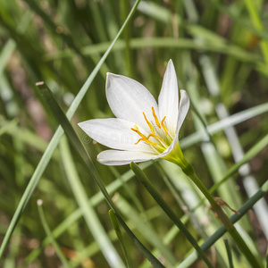 白花