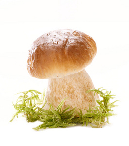 森林中的蘑菇和白色背景图片
