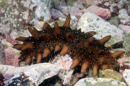 日本海中的海参照片