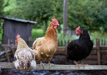 国家只母鸡小鸡图片