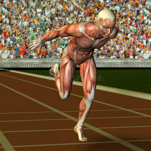 肌肉结构运动员的肌肉结构照片