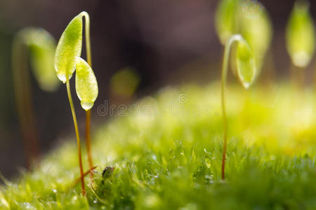 苔藓植物图片