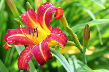 花园 美女 植物 颜色 美丽的 百合花 特写镜头 植物区系