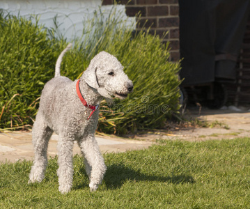 贝林顿贝灵顿猎犬照片