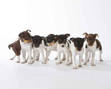 七只鼠梗小狗照片