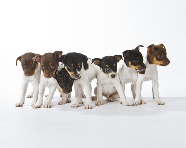 七只鼠梗小狗照片