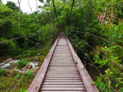 雨林中的木绳走道