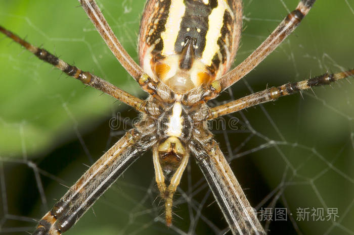 黄蜂蜘蛛argiopebruennichiclose