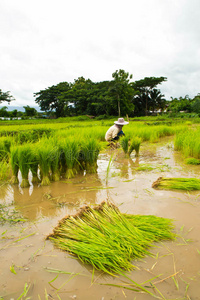 种植水稻的农民图片