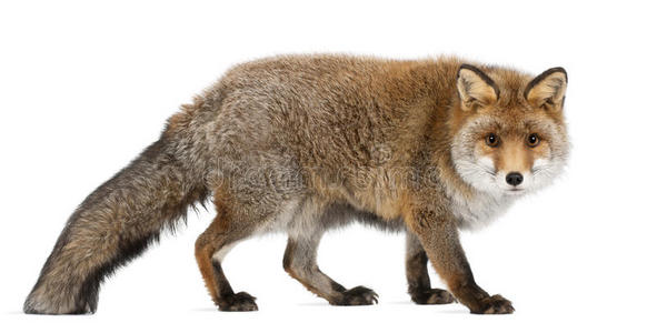 老红狐，外阴，15岁