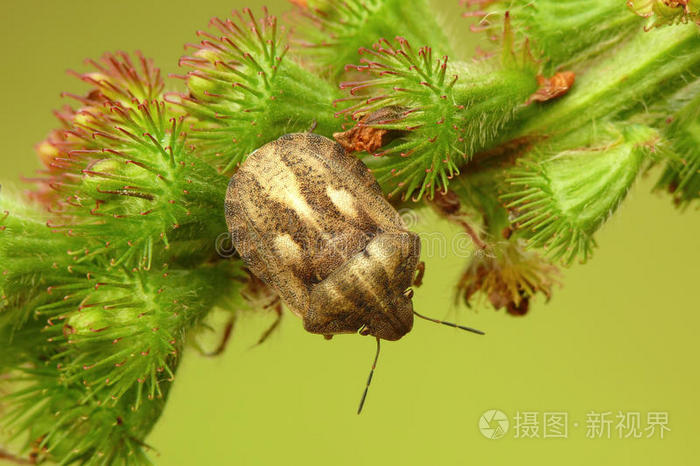 甲虫