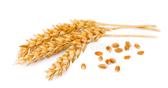 整粒小麦图片