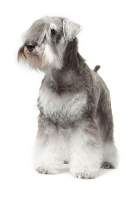 小型犬图片 小型犬素材 小型犬插画 摄图新视界