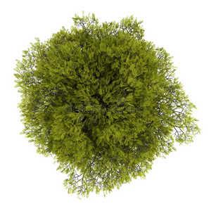 鸡蛋花树白花图片