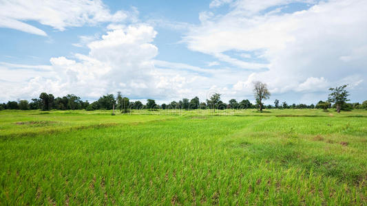 柬埔寨的稻田