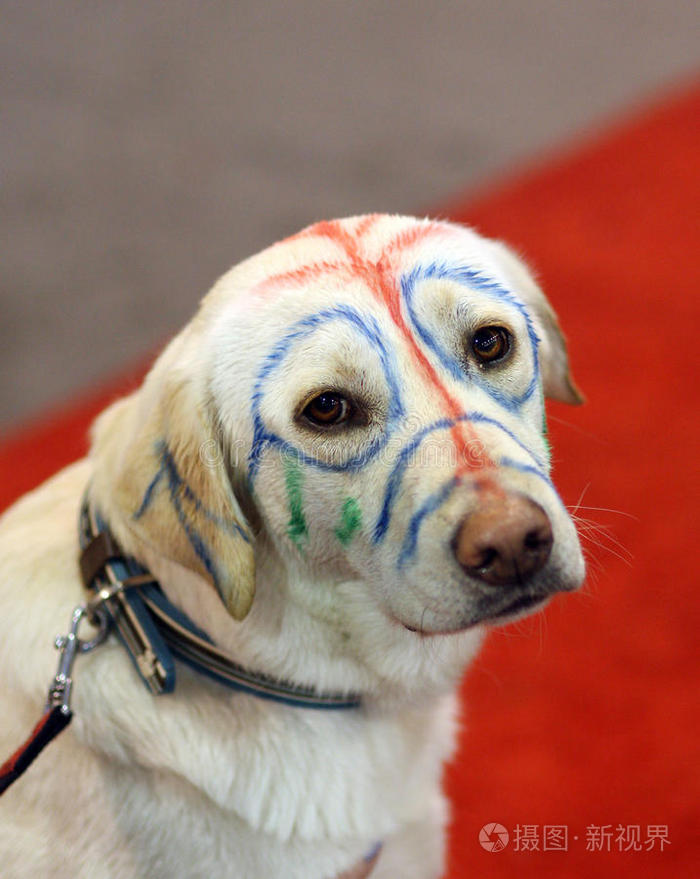 黄拉布拉多犬