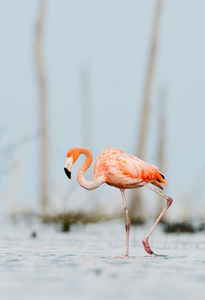 粉红色的加勒比火烈鸟在水上。