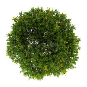 白色孤零零的金黄树俯视图照片