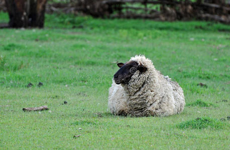 一只萨福克羊独自在围场里