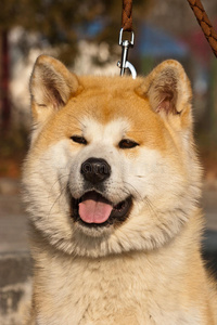 秋田犬的肖像