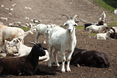 群山羊群有羊群和山羊的绿色草地美丽的海湾马羊群在吃草山日落时分