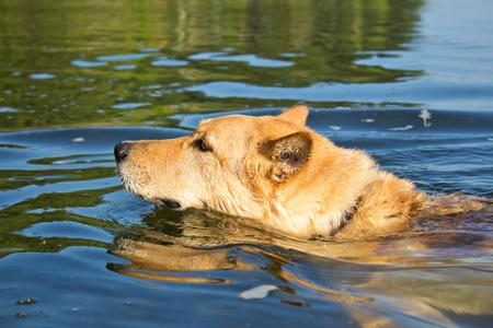 可爱的狗在水里游泳