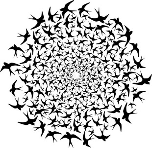 成群的鸟绕圈子飞照片