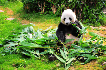 熊猫吃竹叶照片