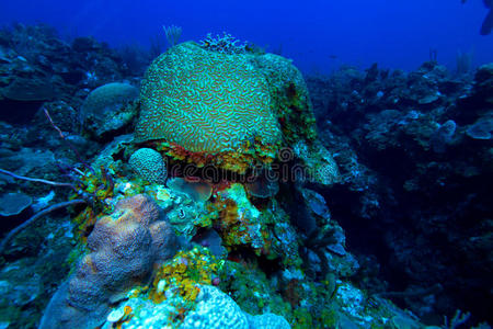 古巴卡约拉戈附近的脑珊瑚