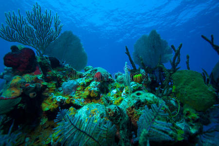 古巴卡约拉戈附近的珊瑚礁