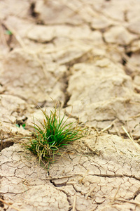 干棕壤中的小植物