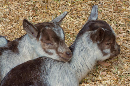 双胞胎 肖像 拥抱 婴儿 春天 农场 宝贝 稻草 农事 动物