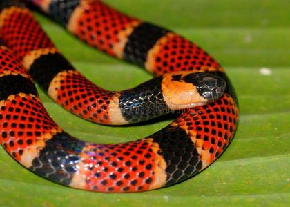 珊瑚蛇的特写镜头扇形珊瑚珊瑚蛇的特写镜头珊瑚礁中