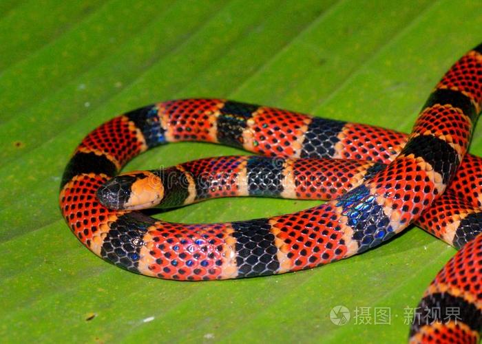 珊瑚蛇的特写镜头