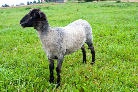 刚剃的羔羊黑头羊照片