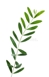 橄榄枝照片