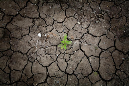 土植物干裂土上的幸存植物照片