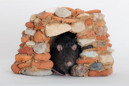 石屋里的老鼠