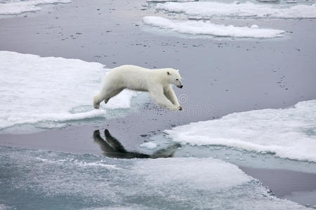 跳跃的北极熊