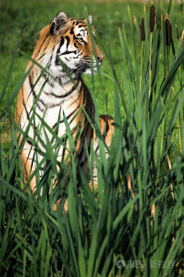 猫科动物 西伯利亚 野生动物 野兽 种类 老虎 底格里斯